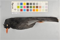 藏品(紅嘴黑鵯)的圖片